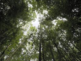 Woodland walk