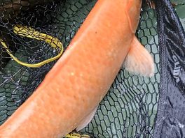 Coi carp