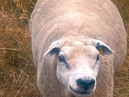 Resident sheep