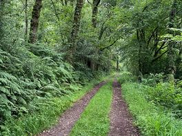 Woodland trail