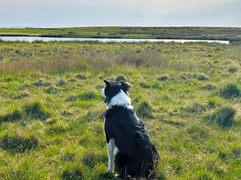 Rosa enjoyed the views and keeping a close eye on the sheep and wildlife