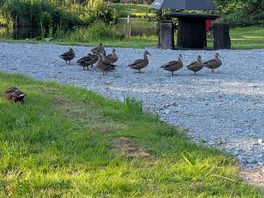 Ducks