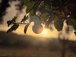 In the orchard