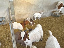 Farm goats