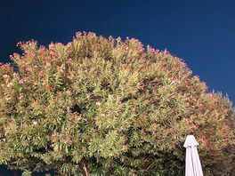 Riesiger oleander auf dem platz