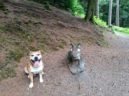 Exploring the forest