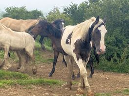 Horses and ponies at campsite