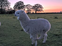 Alpaca