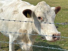 Another cow