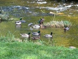 Canards sur la rivière