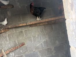 Chicken coup