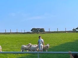 Making friend with the lambs