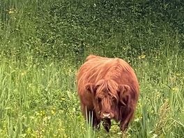 Highland cow on site