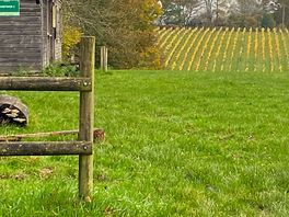 Beautiful view of the vineyard