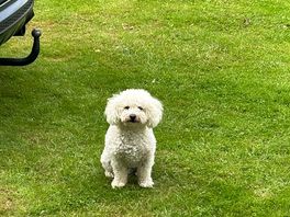 Dog friendly