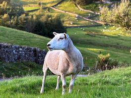 🐑