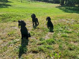 We were allowed to let dogs off as site had emptied bank holiday monday 😆
