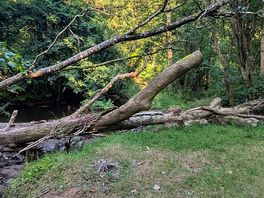Fallen tree at the river, easy to climb and access the water.