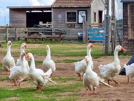 Free range geese included as an added extra!