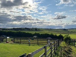 Goats with beautiful surrounding fields.