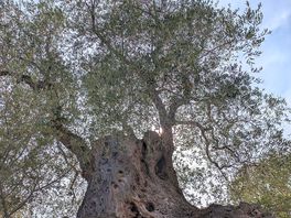 Ancient olive trees
