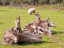 Animals on site