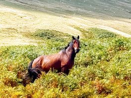 Where horses roam