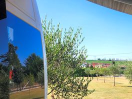View across the olive trees