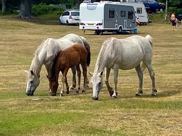 Ponies