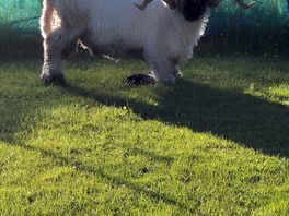 Valais blacknose sheep