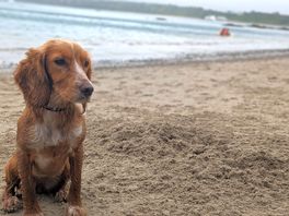 Doggo loving the beach, kids off in the distance on a paddle board.