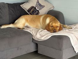Very dog friendly