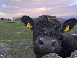 Morning from the moo cows on site