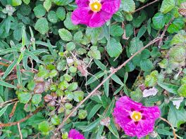 Lovely planting