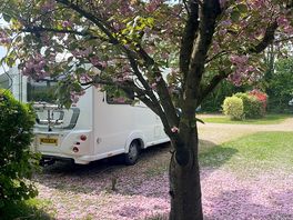 Cherry blossom