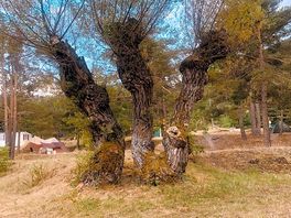 Très joli arbre présent dans le camping