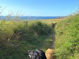 Early morning stroll.