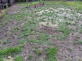 Tent "pitch" - the green is not grass it's weeds and nettles. a lumpy mud pit with concrete slabs.