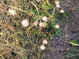 Flowers on pimperne barrow