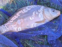 Little mirror carp