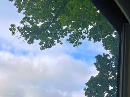 Beautiful old oaks.