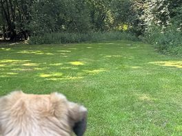 Dog loved it