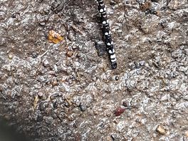 Wildlife in woods nearby
