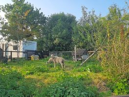 Animal on farm