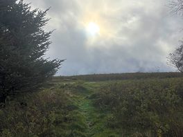 Morning sun