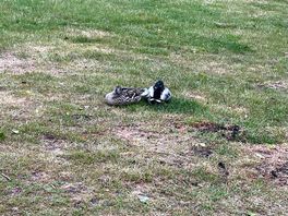 Friendly ducks