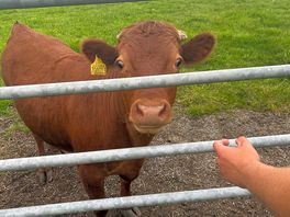 Cows