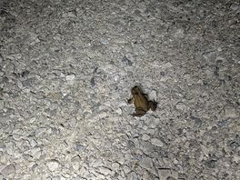Wildlife.