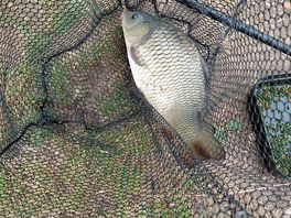 3ib catch