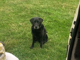 Our dog